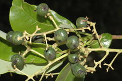 Persea macrantha